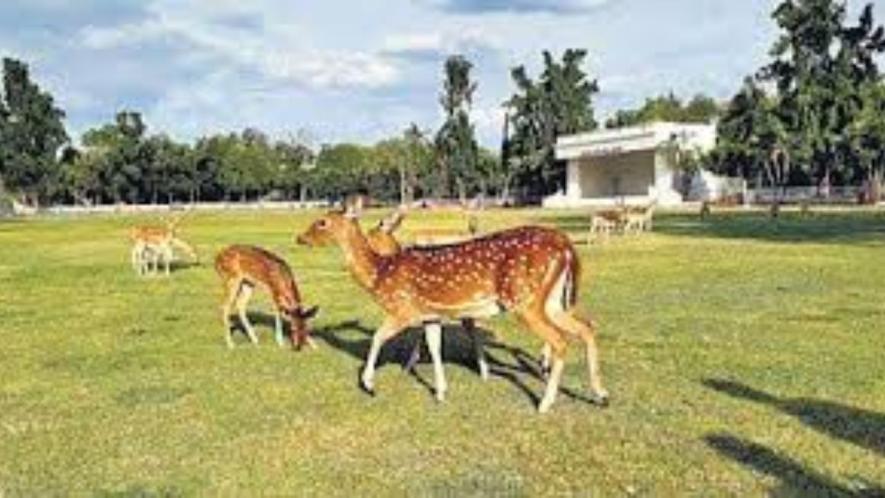 deer