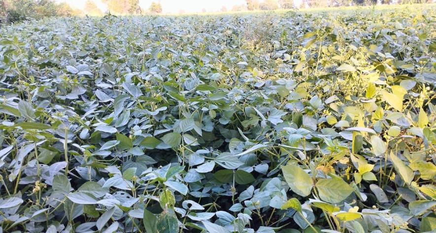 The moong crop in Khargone is showing good yields (Photo - Amit Bhatore, 101Reporters).